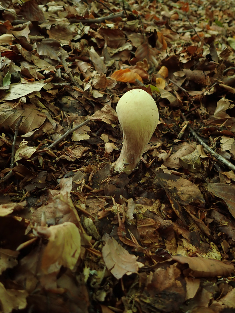 Photo © Penny Cullington Clavariadelphus pistillaris by Penny Cullington